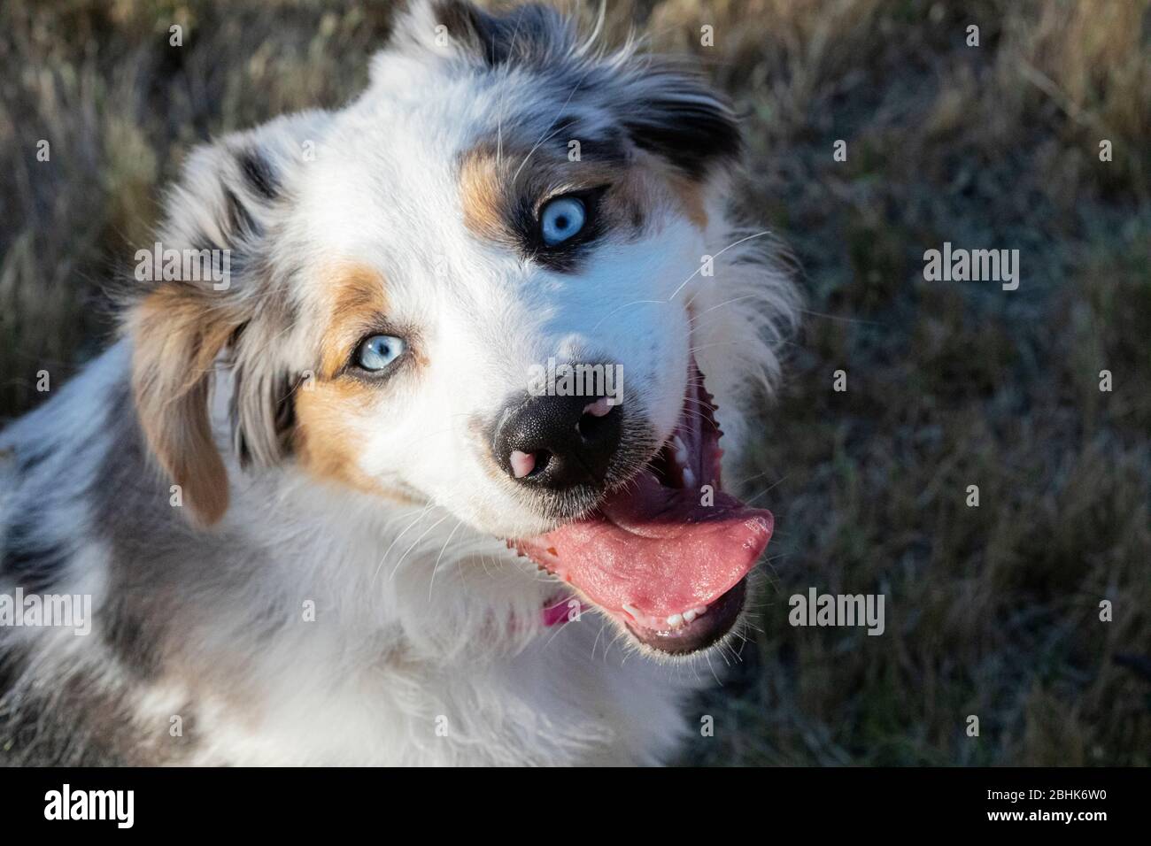 Cute dog, Australian shepherd being playful and silly. Stock Photo