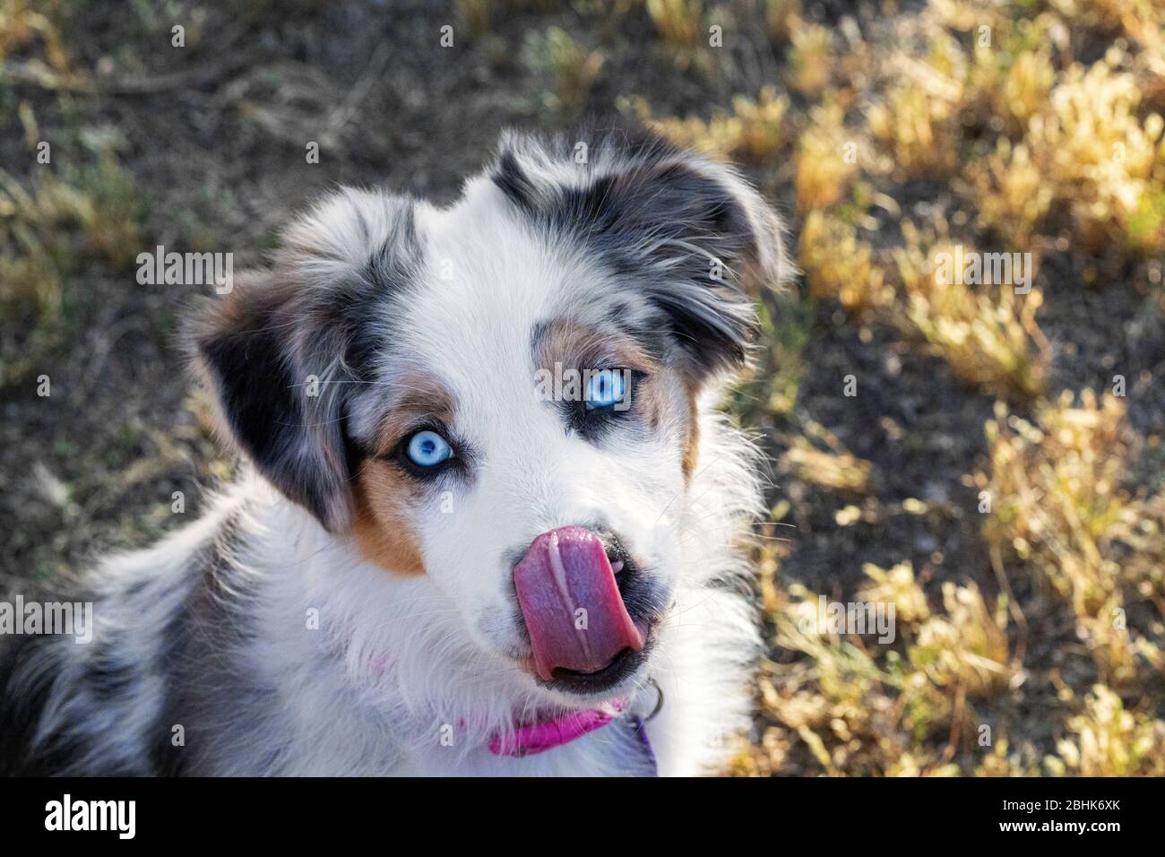 Australian shepherd puppy, looking hungry, licking her chops. Stock Photo