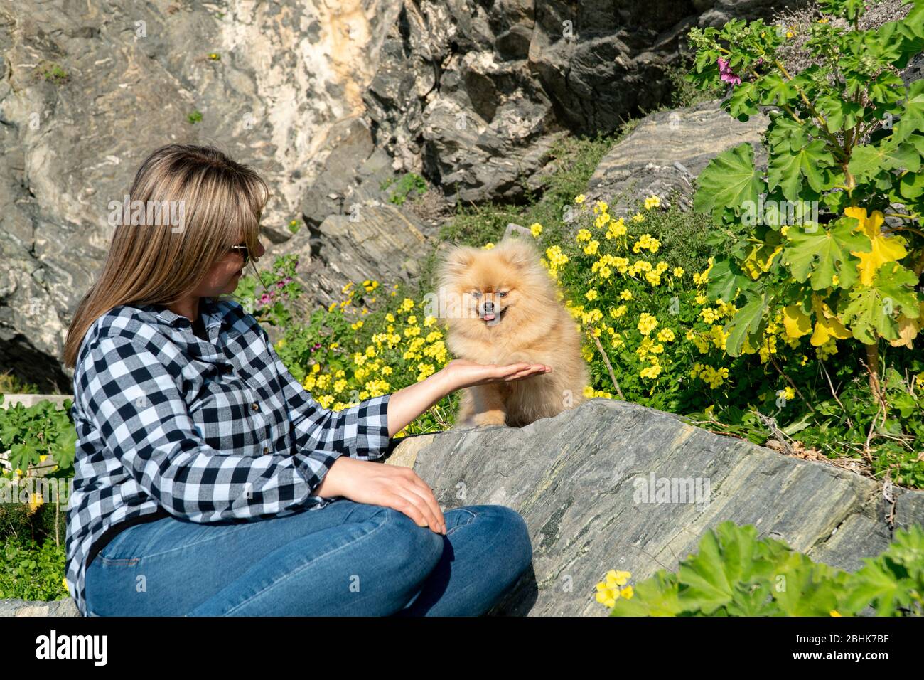 Cute fluffy charming red-haired Pomeranian Spitz on the stone in the park gives paw to a girl. Cute smiling pomeranian dog Stock Photo