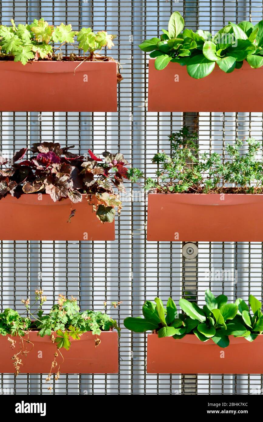 Planters attached to a fence. Orange flower pots with different plants. Plants planted in containers, vertical garden idea. Stock Photo