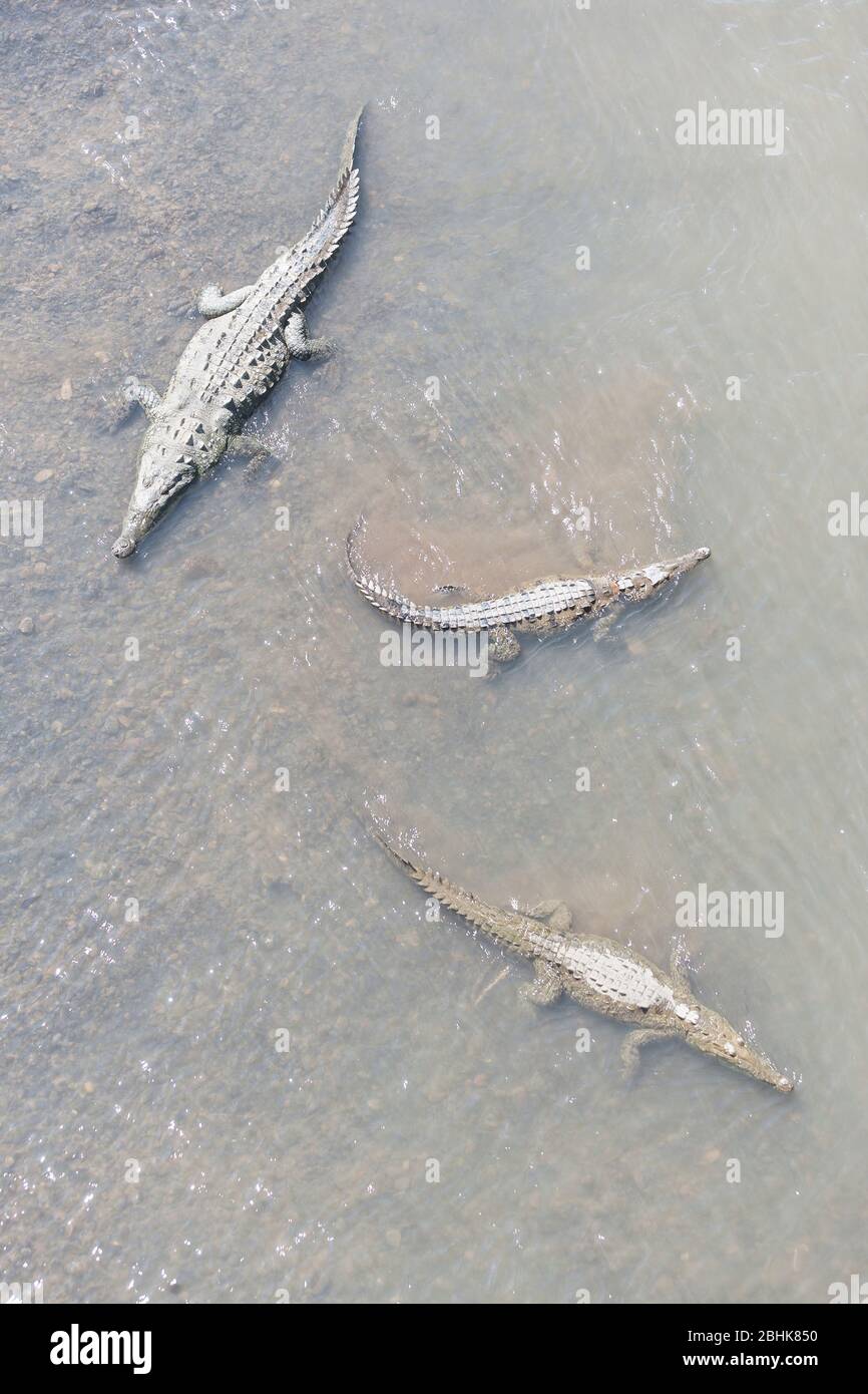 American Crocodiles (Crocodylus acutus) bathing, Tarcoles river, Jaco, Costa Rica Stock Photo