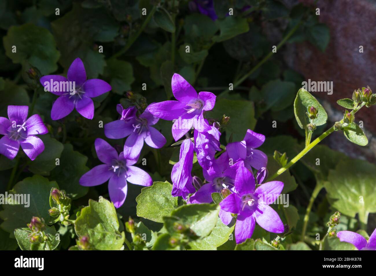 purple bellflower, uk garden Stock Photo