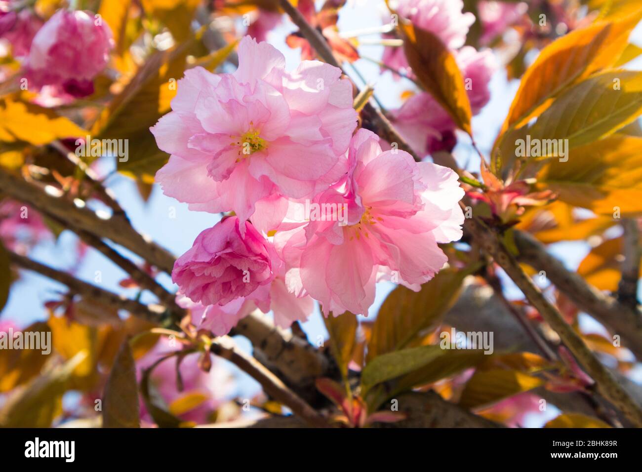 Prunus serrulata 'Kanzan' F with deep-pink double flowers Stock Photo