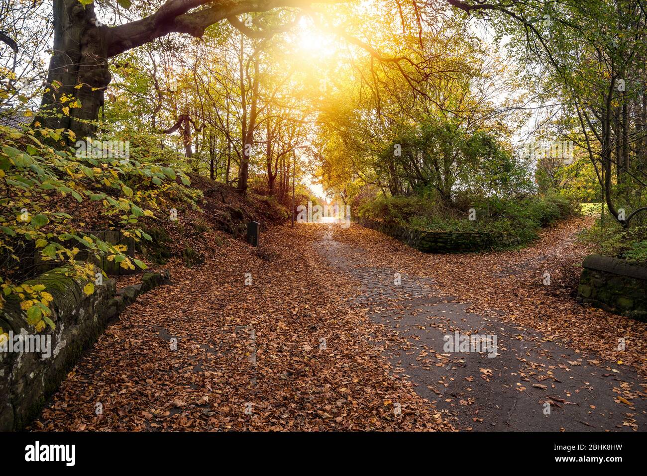 Footpath covered in fallen leaves throught deciduous woods in the countryside in autumn Stock Photo