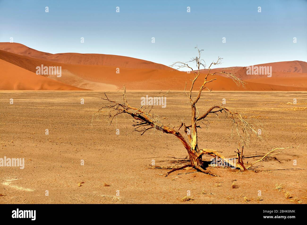 Dune 45 in sossusvlei namibia with dead tree hi-res stock photography ...