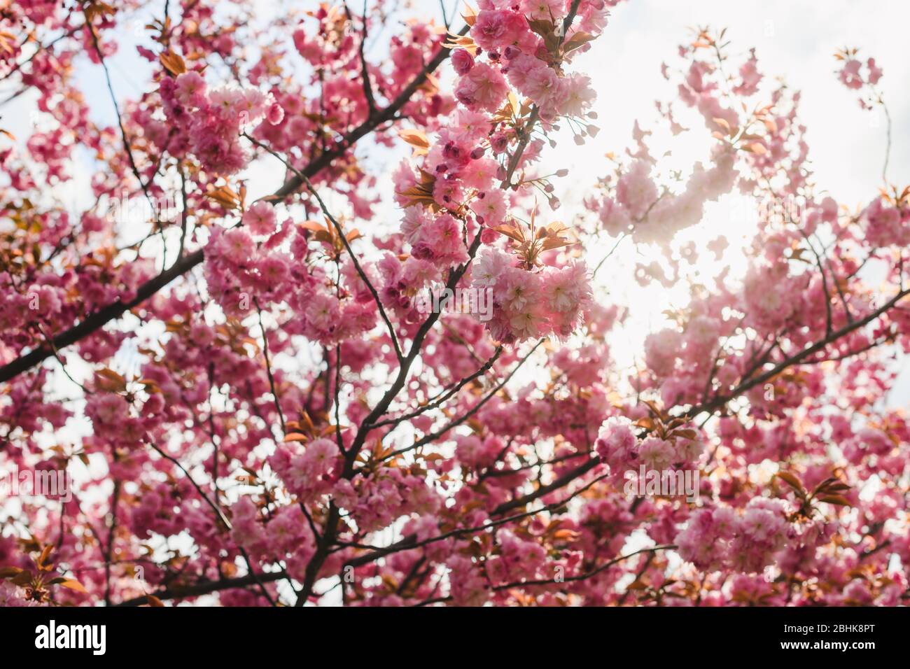Beautiful blossom pink sakura cherry tree in soft sun backlight, floral ...