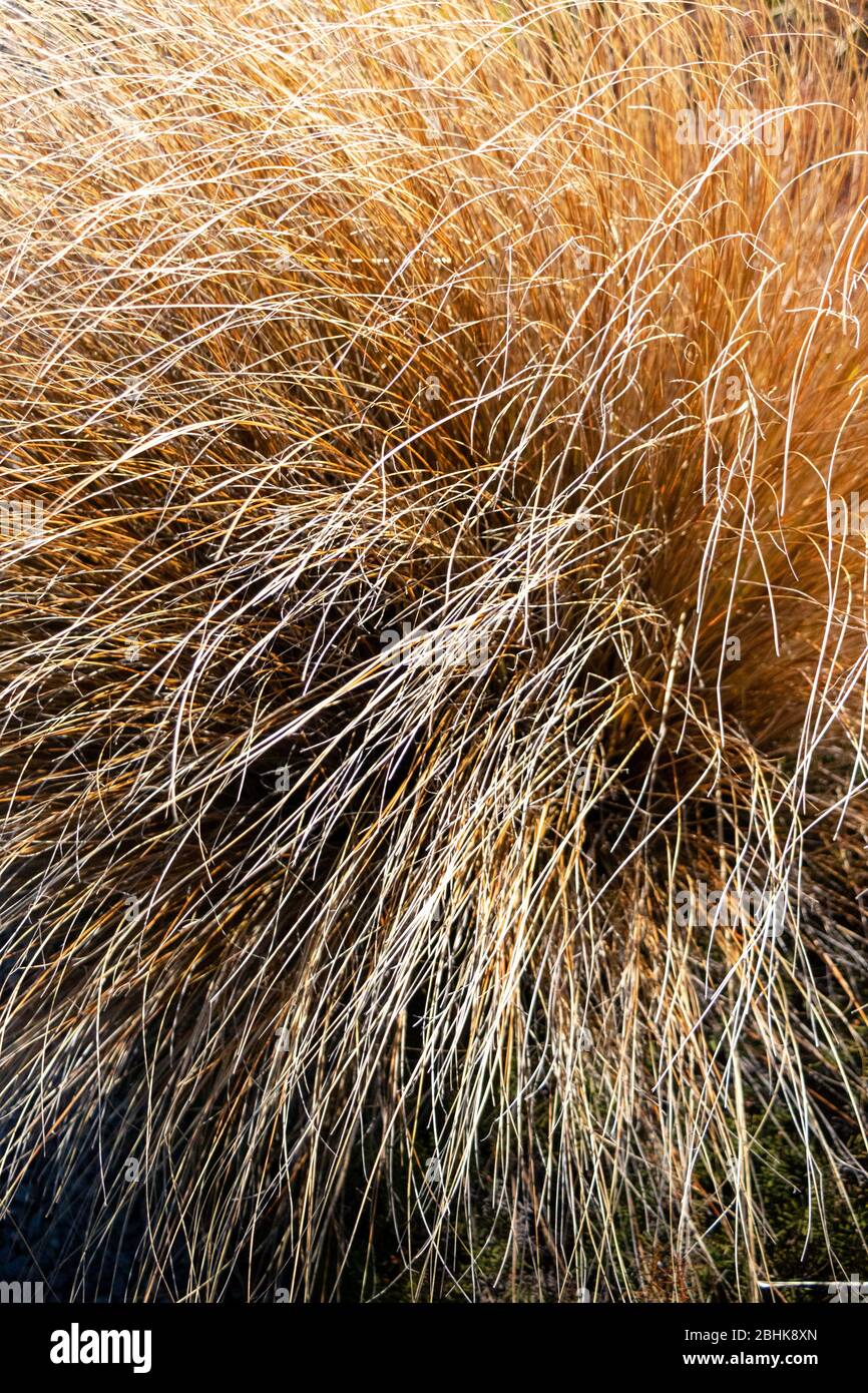 Vibrant, windblown, grassland tussocks bathed in golden sunlight, New Zealand Stock Photo
