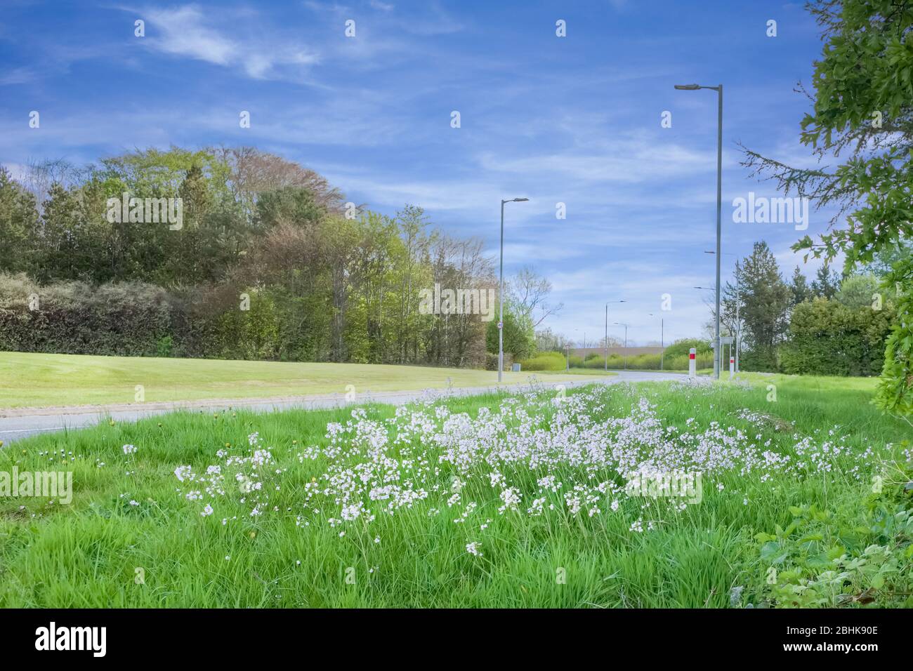Looking over some wild roadside flowers to the normally busy Stewarton