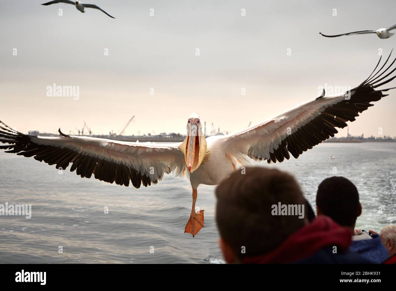A hoggish pelican is begging for food from the passengers of a excursion boat in the lagoon near Walvis Bay. Stock Photo