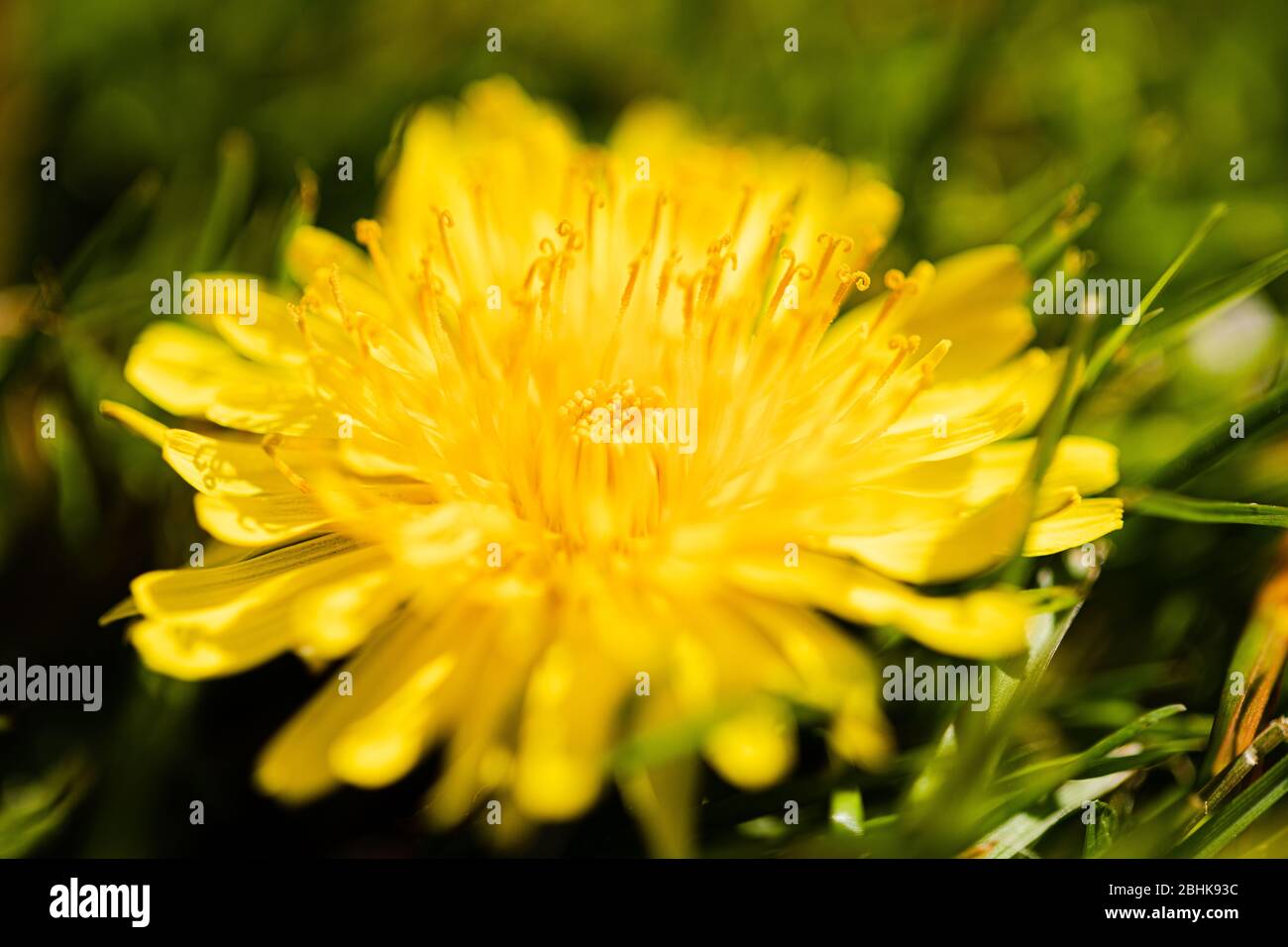 Luton, United Kingdom - April 26th, 2020: Macro Close-Up shot of a Dandelion. You experience the pollen and small fragile texture of a dandelion Stock Photo