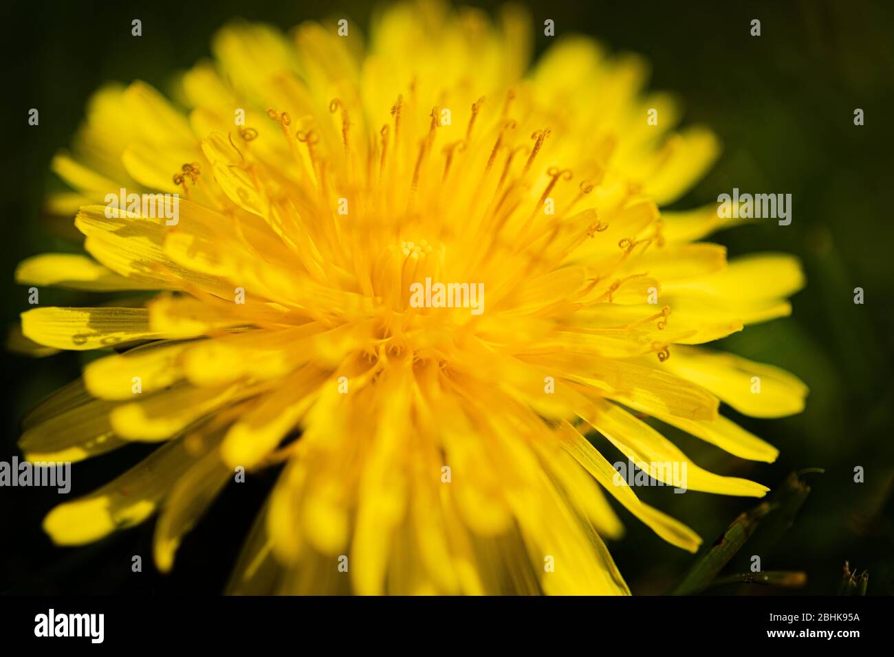 Luton, United Kingdom - April 26th, 2020: Macro Close-Up shot of a Dandelion. You experience the pollen and small fragile texture of a dandelion Stock Photo