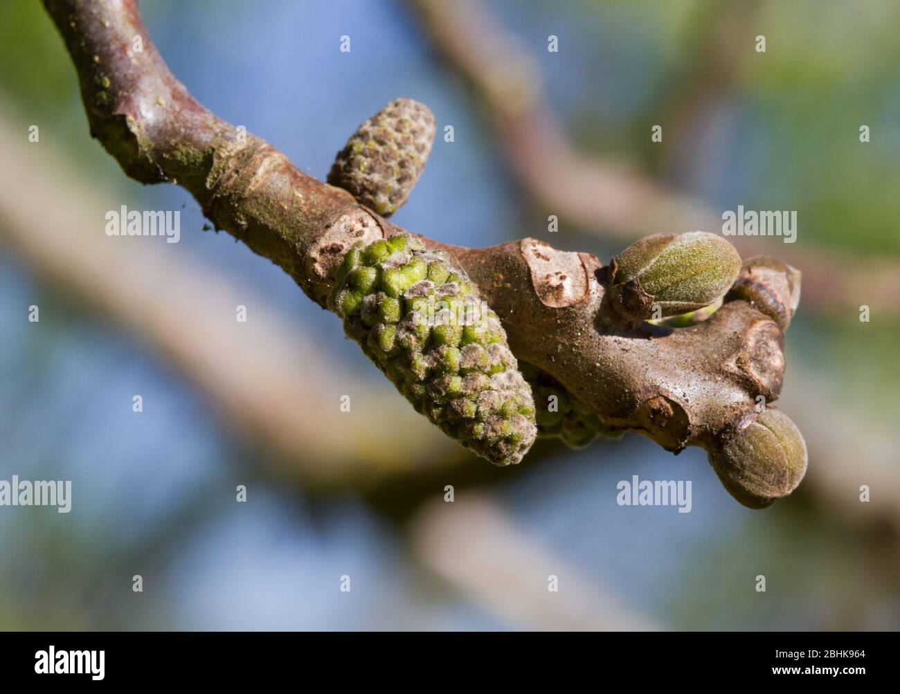 Male flowers, catkins, and budding leaves of Common walnut tree in spring Stock Photo