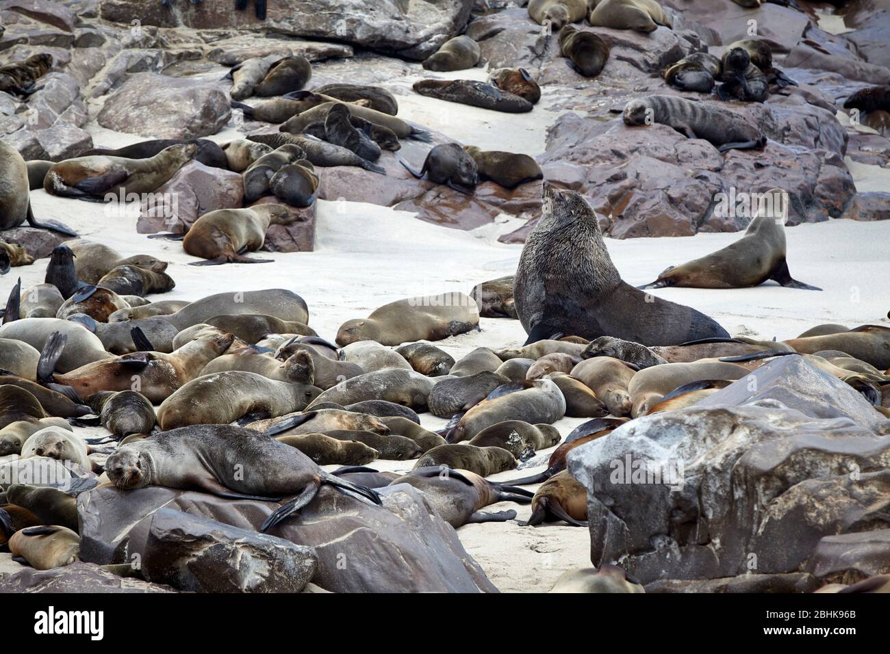 The proud king among his harem. Seals at the Cape Cross Seal Reserve. Stock Photo