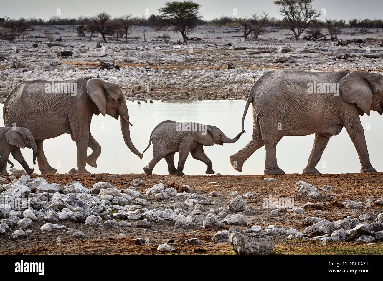 Now you can see what trunks and tails are for Stock Photo Alamy