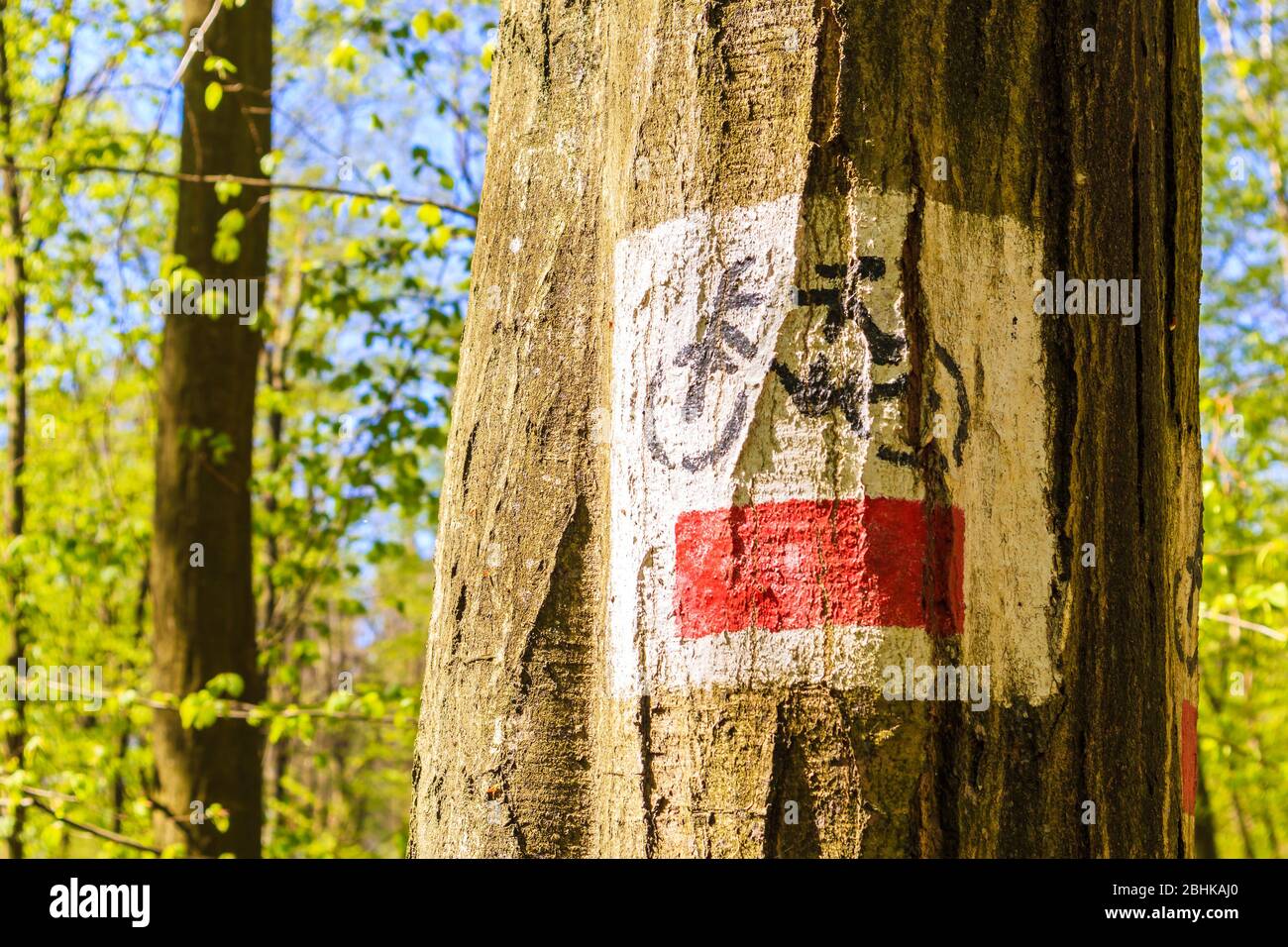 Cycling route sign near road in forest on sunny spring day in Puszcza Niepolomicka near Krakow city, Poland Stock Photo