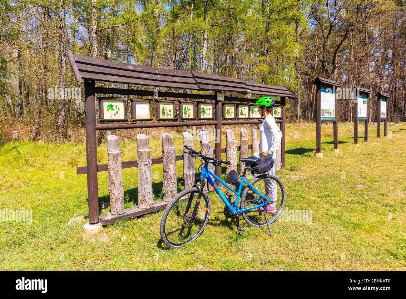 Young woman cyclist learning tree species from signs in rest area in Puszcza Niepolomicka near Krakow city, Poland Stock Photo