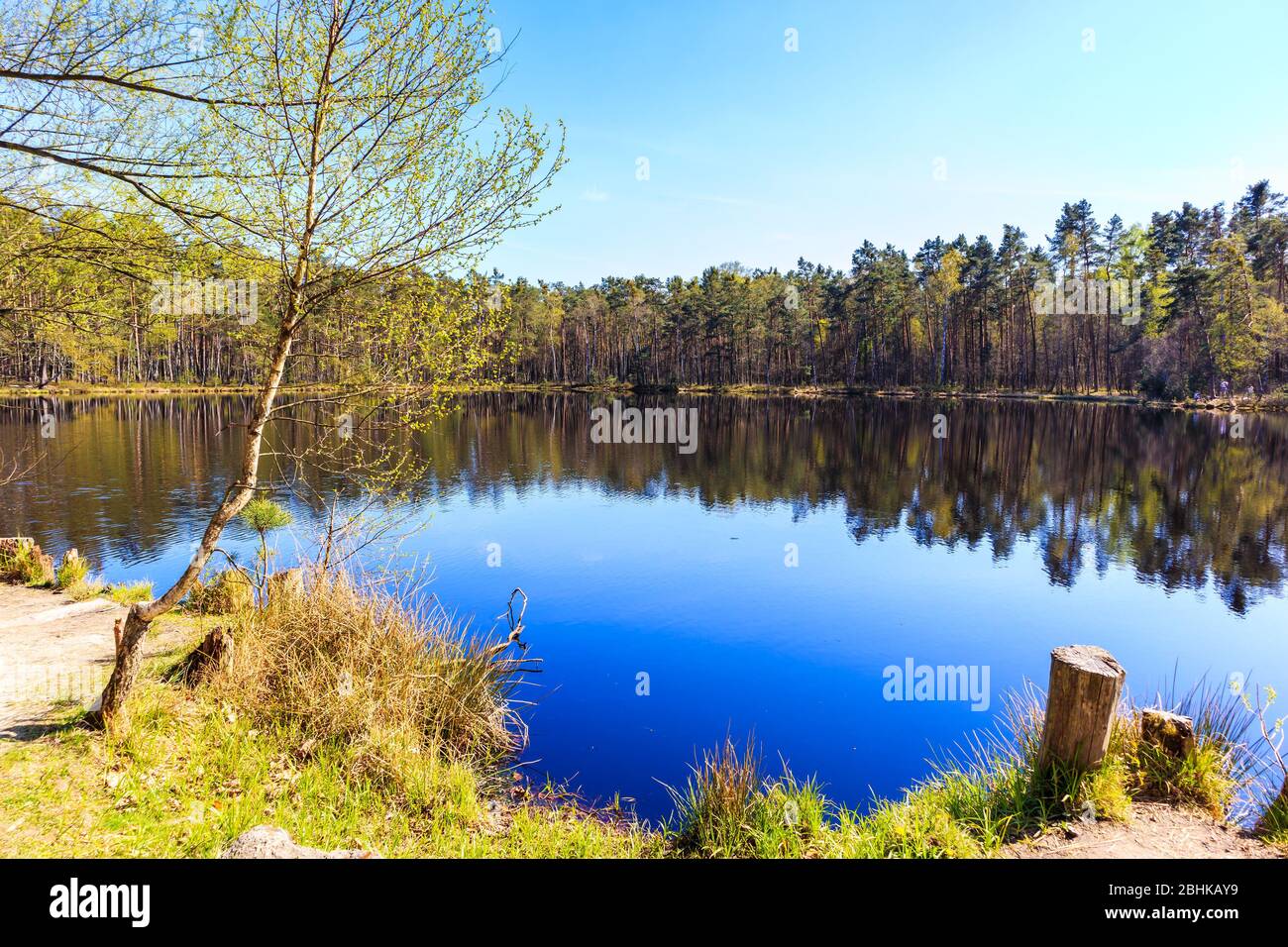View of small lake in Puszcza Niepolomicka on sunny spring day near Krakow city, Poland Stock Photo