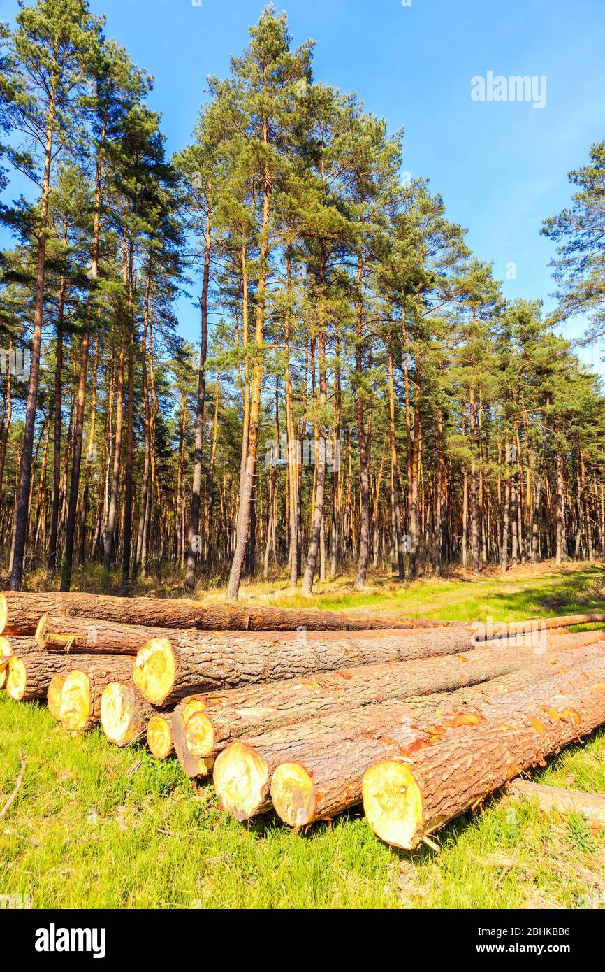 Tree trunks timber in forest on sunny spring day in Puszcza Niepolomicka near Krakow city, Poland Stock Photo