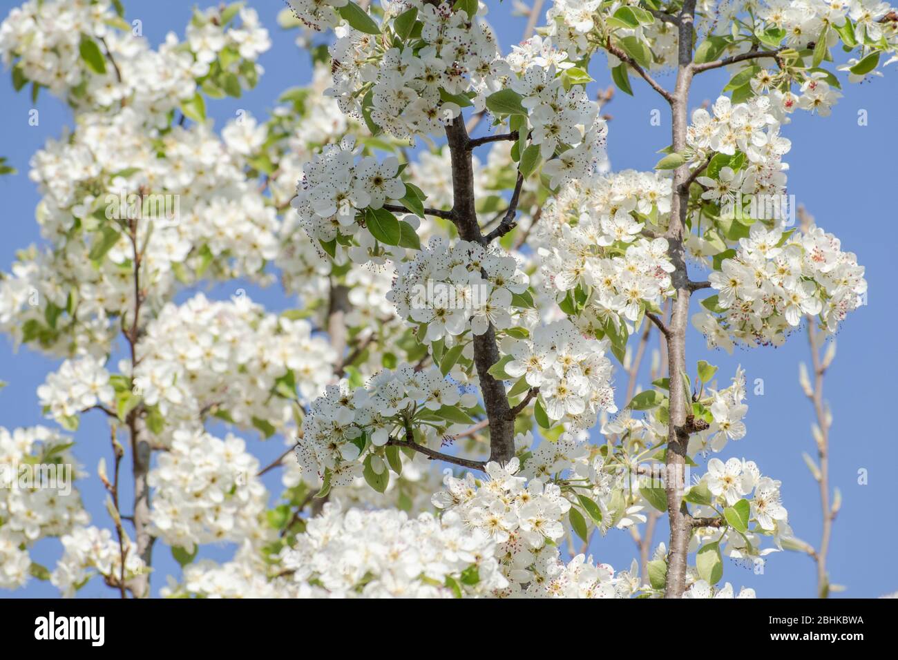 Pear flowers in spring Stock Photo
