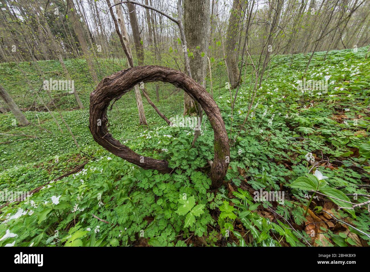 Wild Grape, Vitis riparia, vines in the Trillium Ravine Nature Preserve, owned by the Michigan Nature Association, near Niles, Michigan, USA Stock Photo