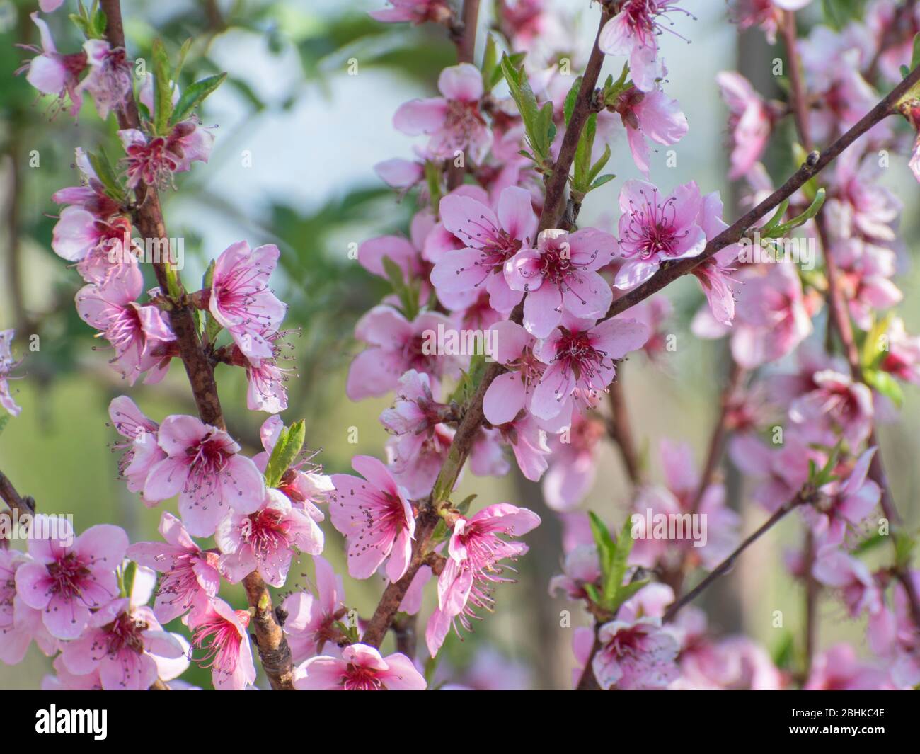 Prunus persica. Peach flowers blossom Stock Photo Alamy