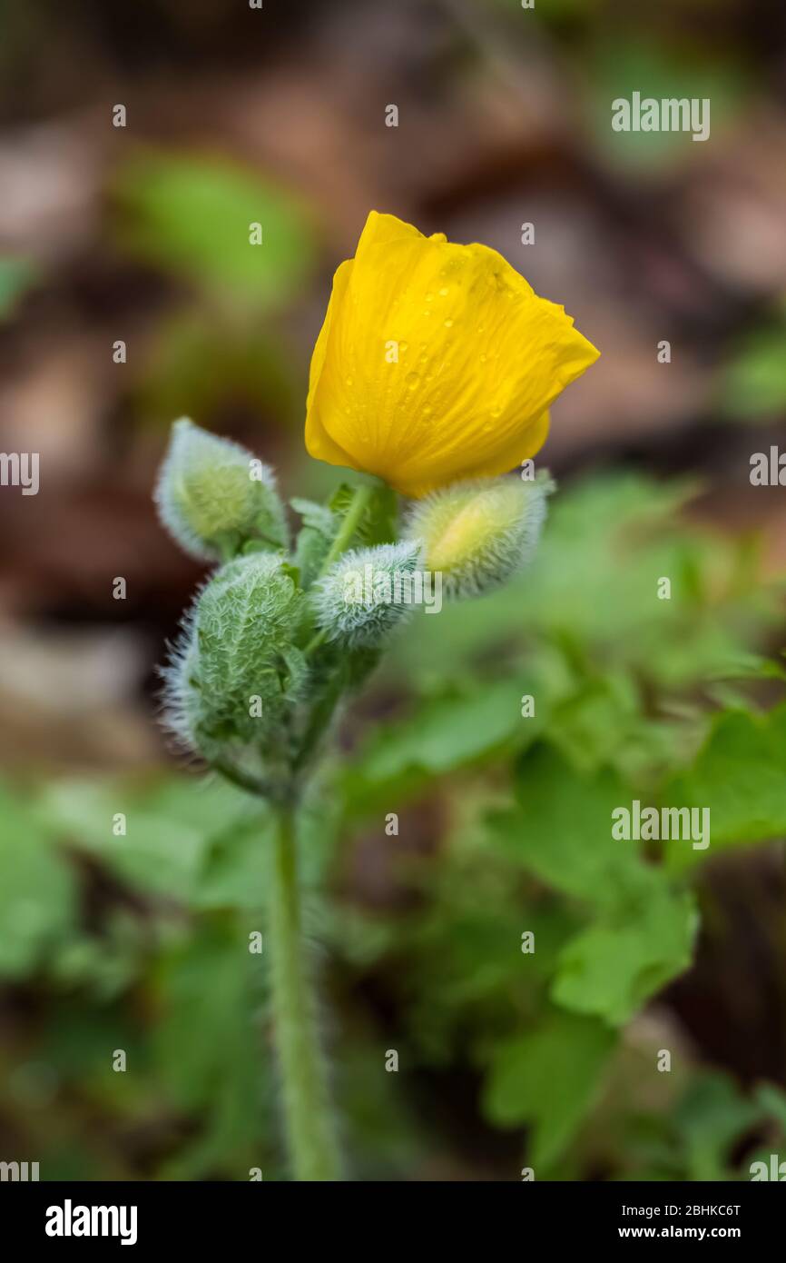 Wood poppy celandine poppy hires stock photography and images Alamy