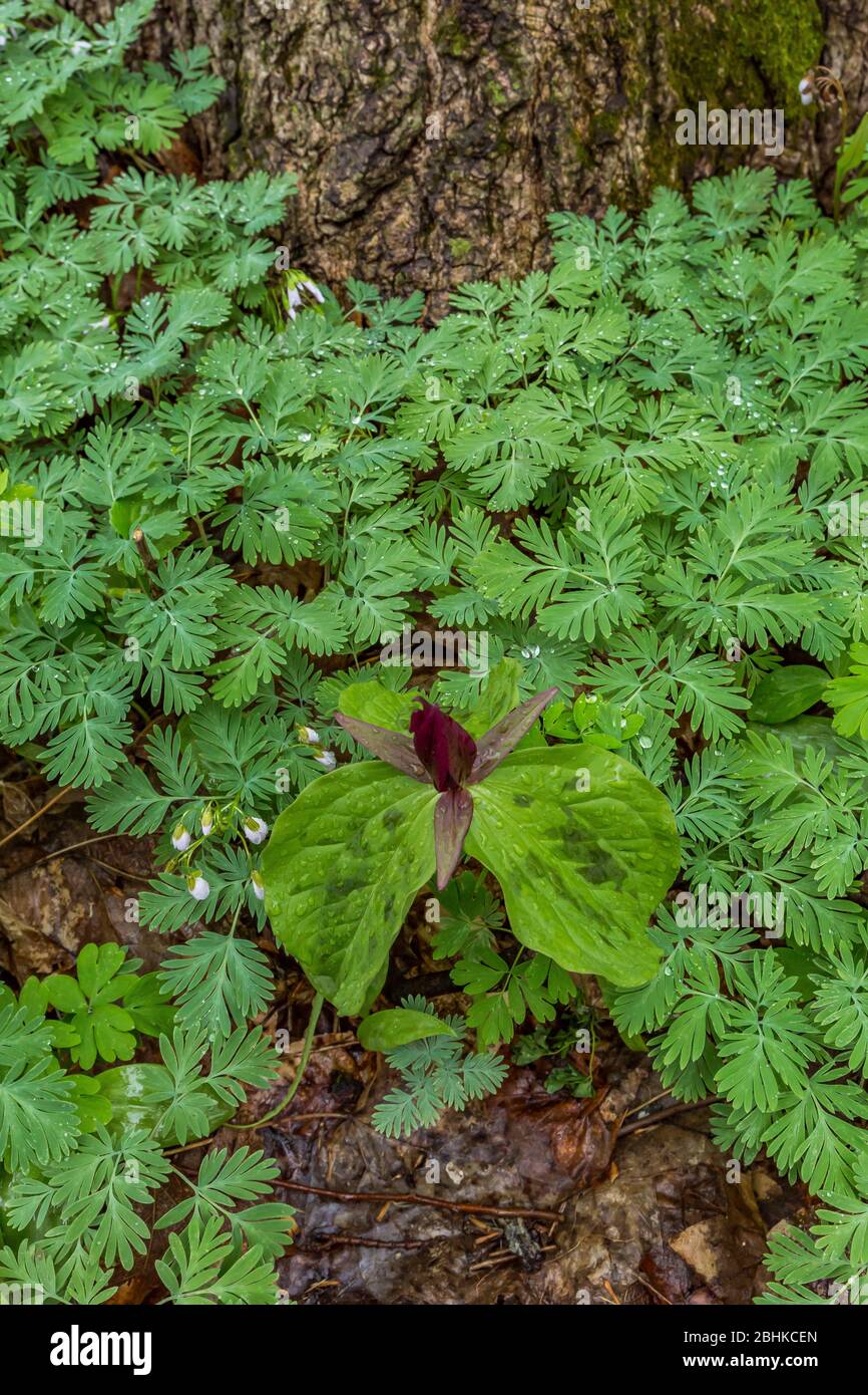 Toad Trillium, Trillium sessile, with Dutchman's Breeches leaves in the Trillium Ravine Nature Preserve, owned by the Michigan Nature Association, nea Stock Photo