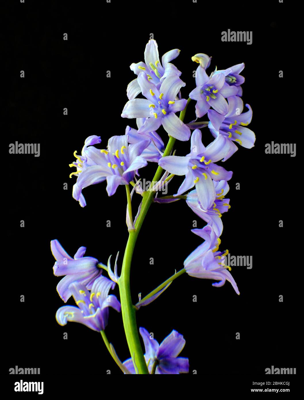 Bluebell Hyacinthoides in flower against a black background Stock Photo