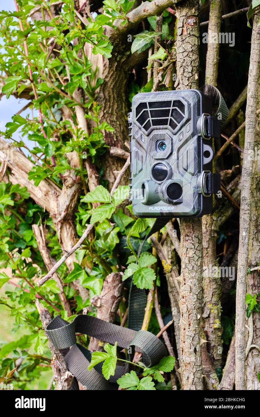 Camera trap or trail cam set up on a hedgerow in a field to monitor wildlife activity and provide CCTV security Stock Photo