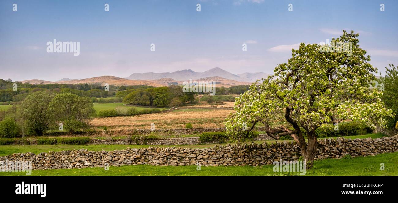 Heading back from a shopping trip in Ulverston via the scenic route I spotted this tree with the Coniston fells in the background.  I am pretty please Stock Photo
