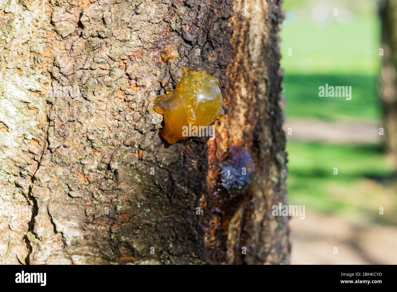 Sap, starting to go translucent, oozing from a cherry tree trunk most likely caused by bacterial or fungal canker a process known as gummosis Stock Photo