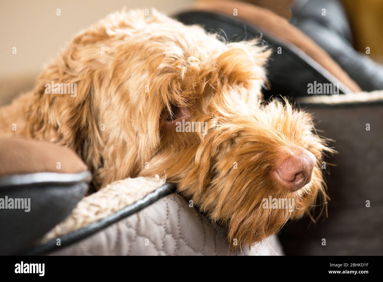 A Cockapoo dog resting in a dog bed Stock Photo