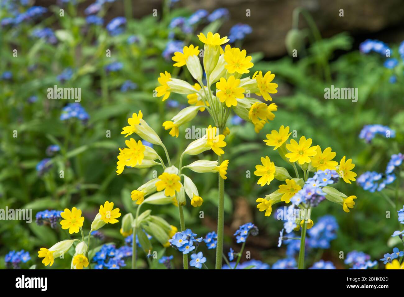 Flowering cowslip amongst forget me nots in a UK garden in spring Stock Photo