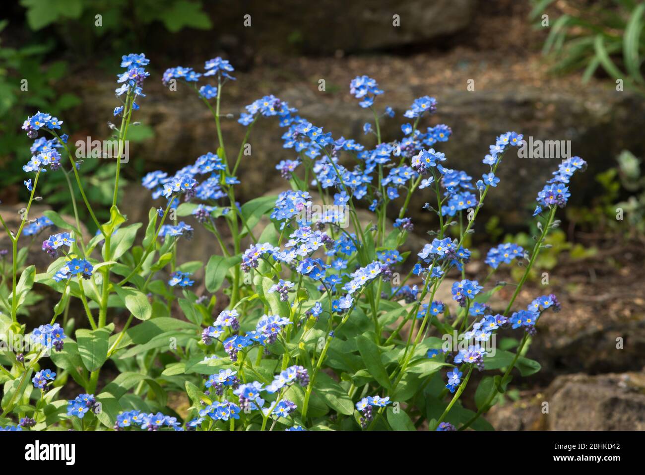 Forget me nots spring garden uk hi-res stock photography and images - Alamy