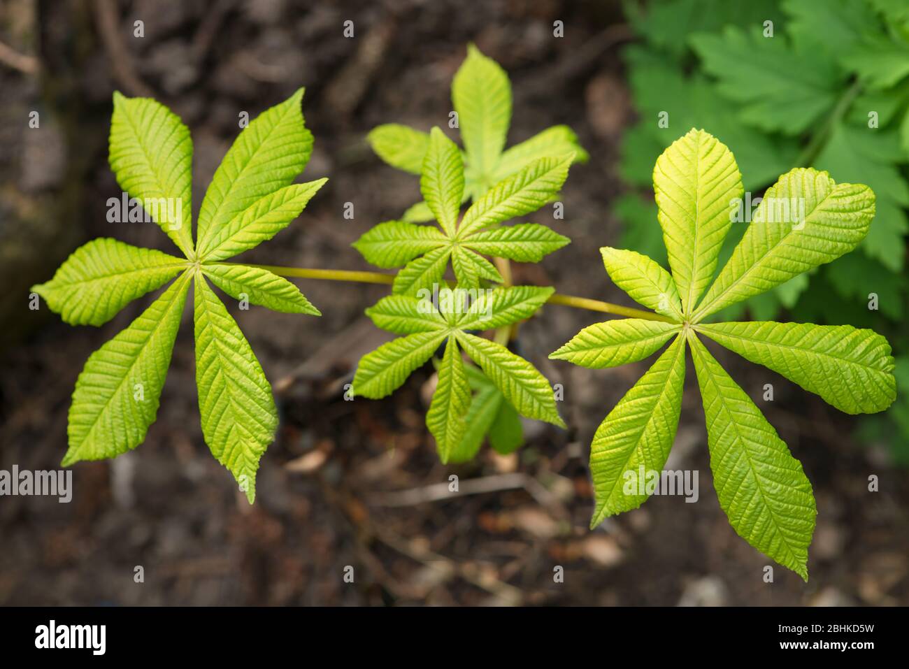 Leaves of a Horse Chestnut tree Stock Photo