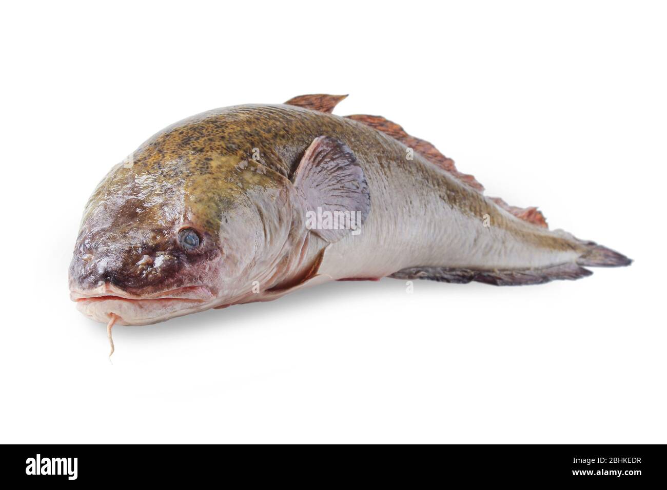 Burbot closeup isolated on a white background Stock Photo