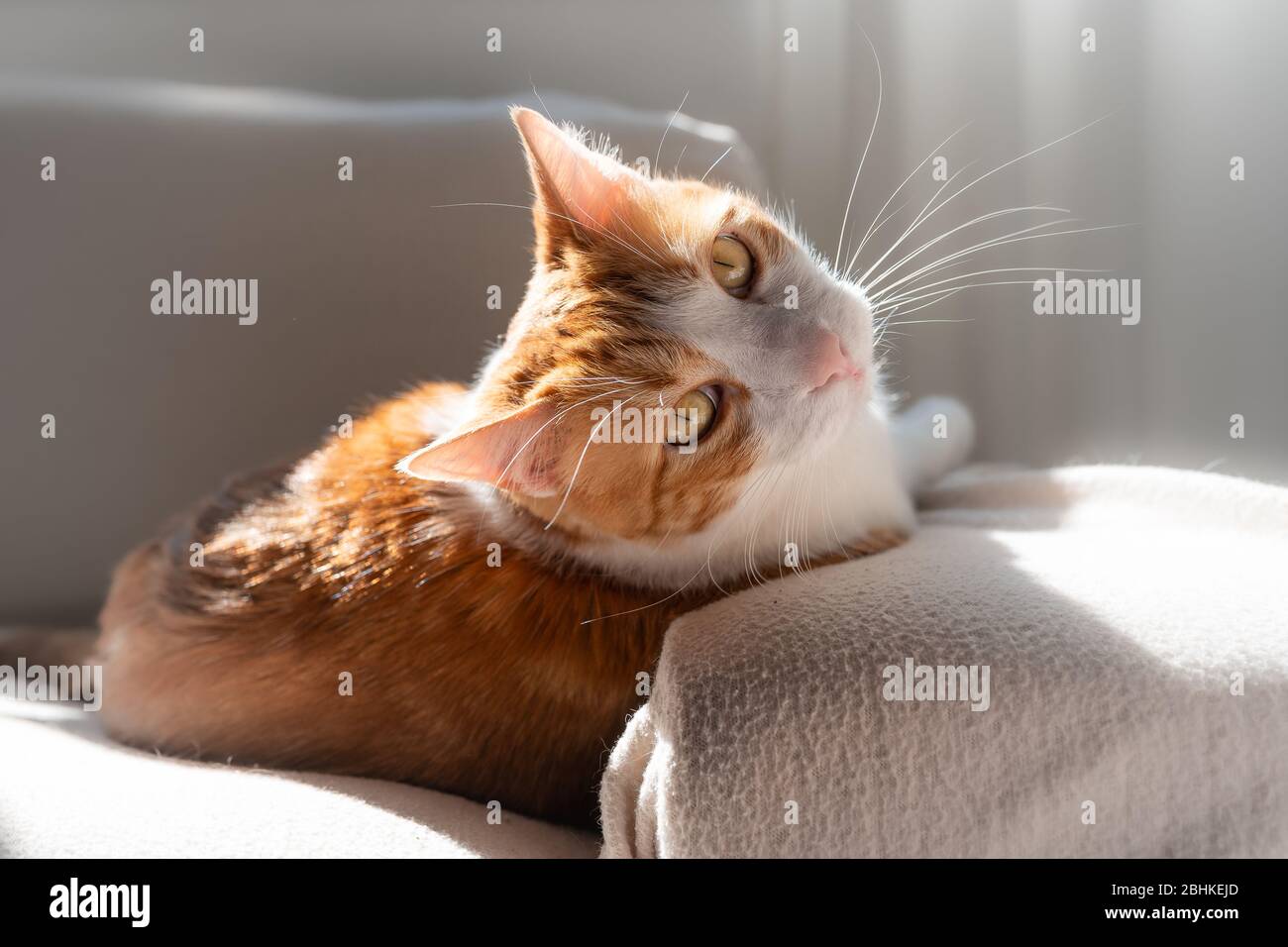 white and brown cat with yellow eyes lies on the sofa under the window ...