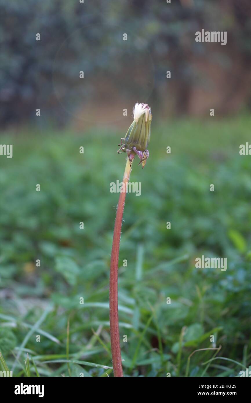 a closed dandelion seedhead Stock Photo