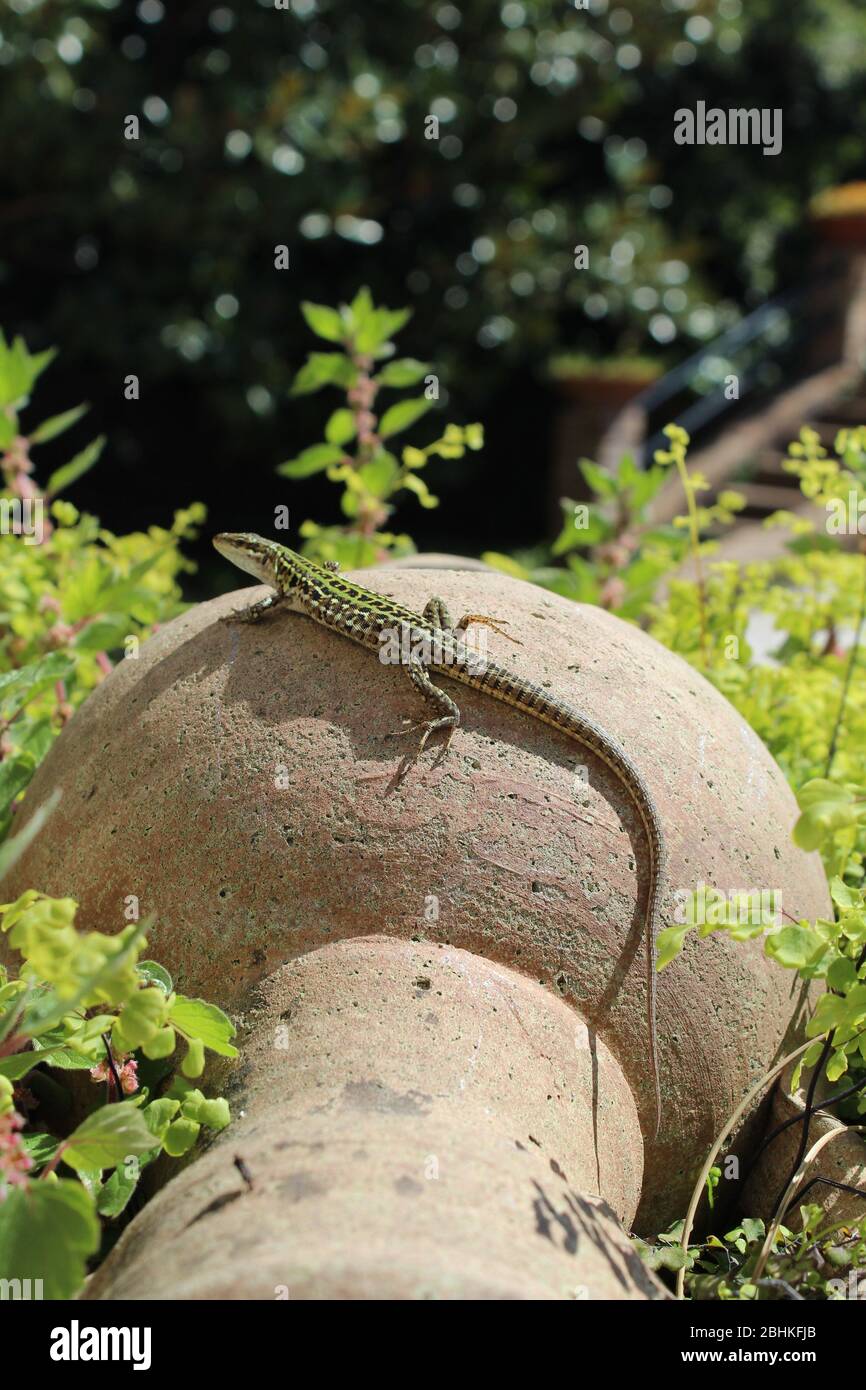 Lizard on a replica Roman vase Stock Photo