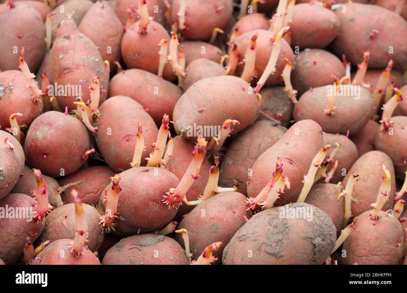 Sprouted for planting red potato tubers Stock Photo Alamy