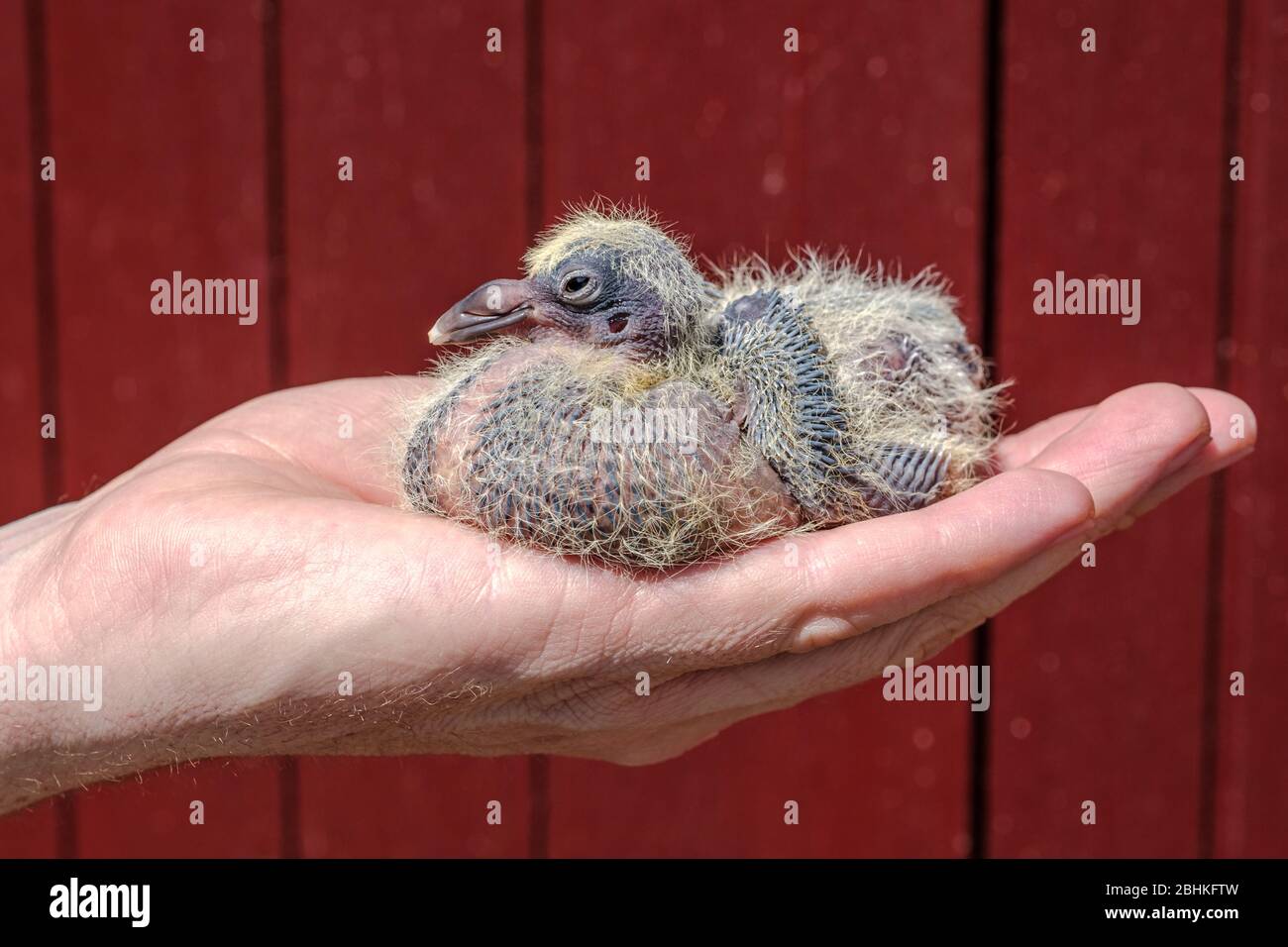 A one week old young racing pigeon in the hand of the pigeon fancier Stock Photo
