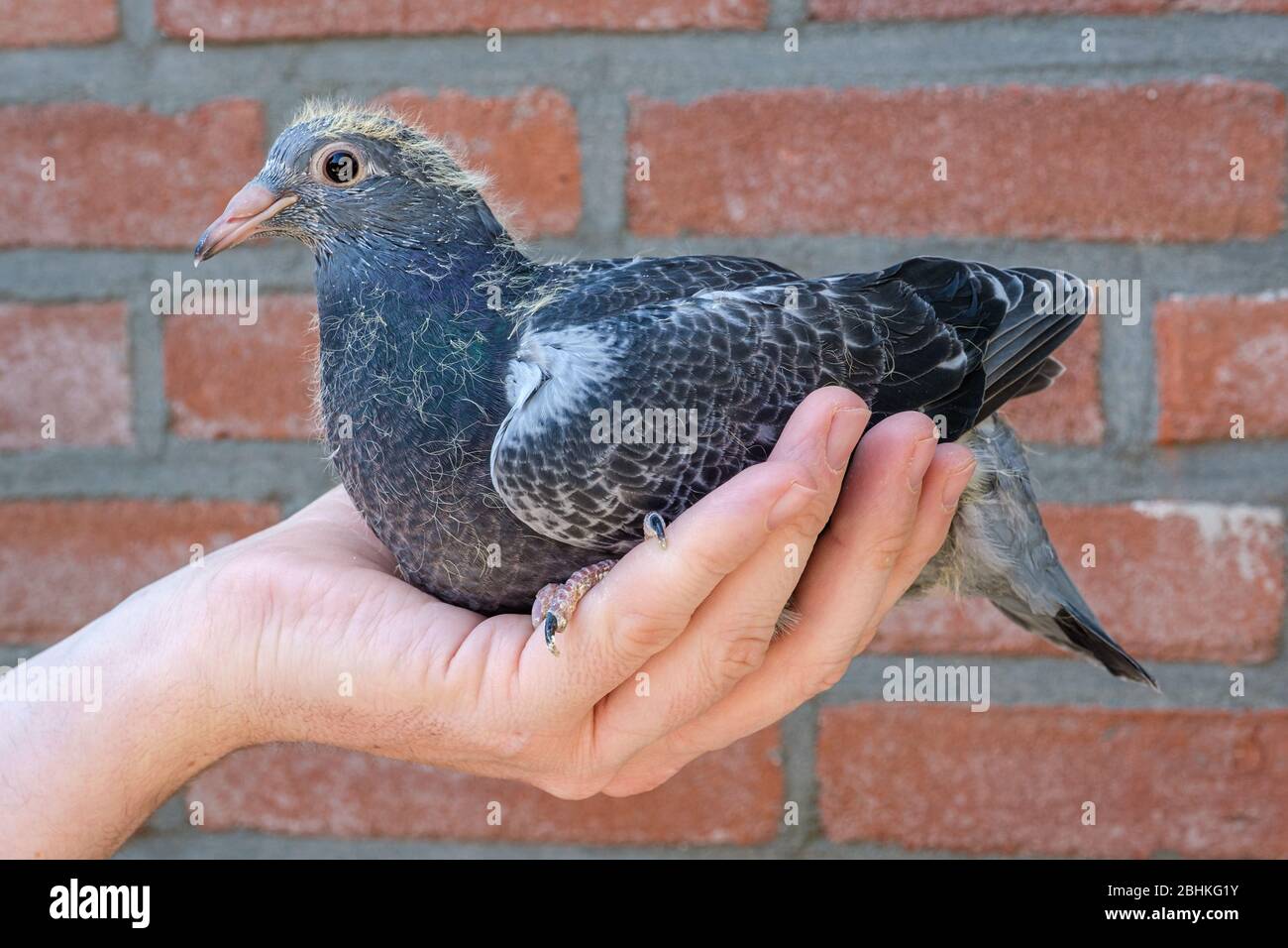 A three weeks old young racing pigeon in the hand of the pigeon fancier Stock Photo