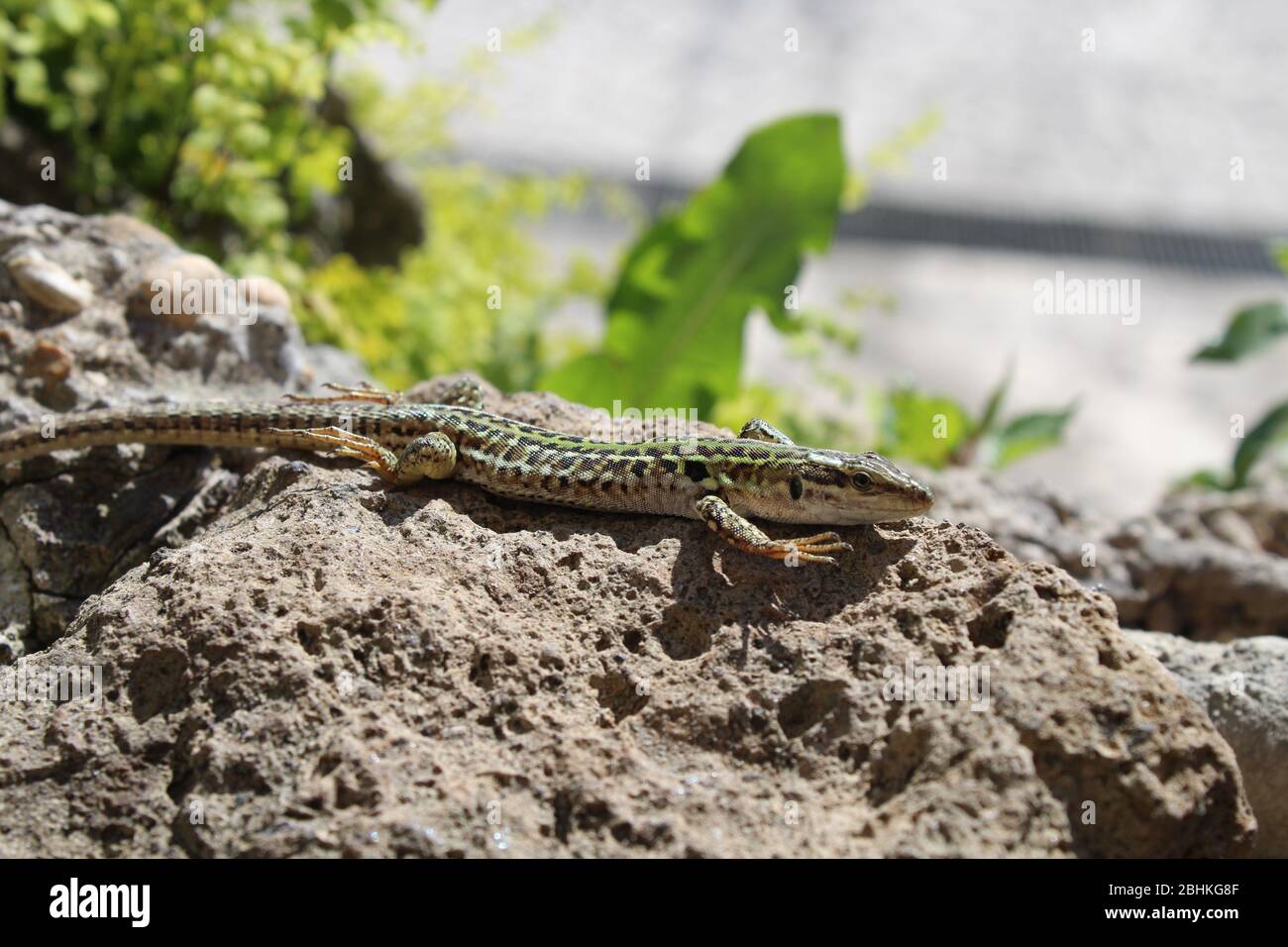 Lizard on volcanic rock, raising its feet to acknowledge the presence of a dominant being (the photographer) Stock Photo