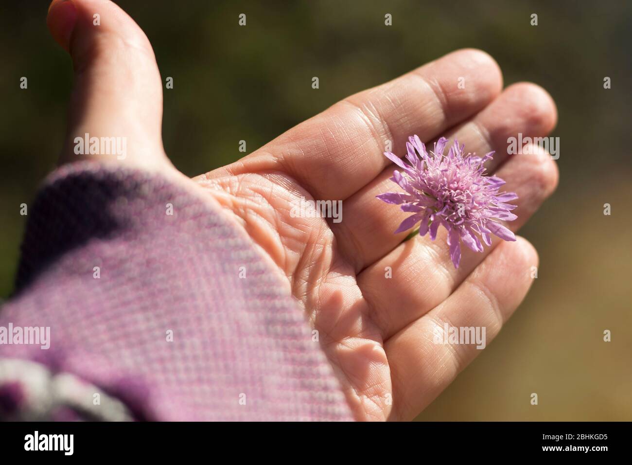 Open female palm with a flower of Knautia arvensis on a background of green meadow. Concept Stock Photo