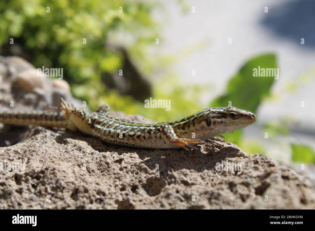 Lizard on volcanic rock, raising its feet to acknowledge the presence of a dominant being (the photographer) Stock Photo