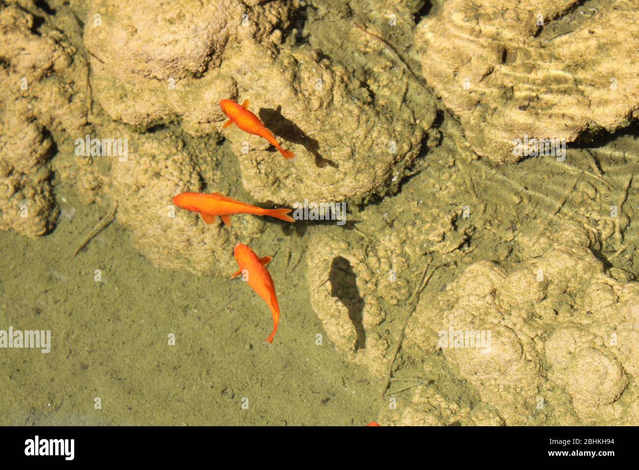 Goldfish pond hi-res stock photography and images - Alamy