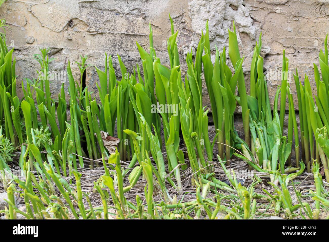 Green sprouts of lilies of the valley on a concrete wall background