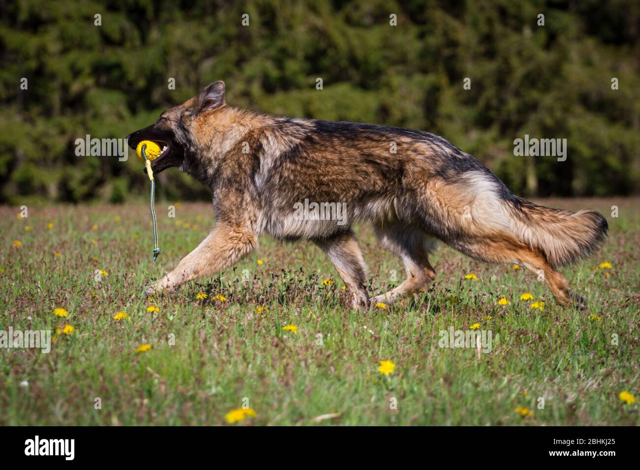 Longhaired German Shepherd Dog (Alsatian Dog) trotting and fetching a — free download