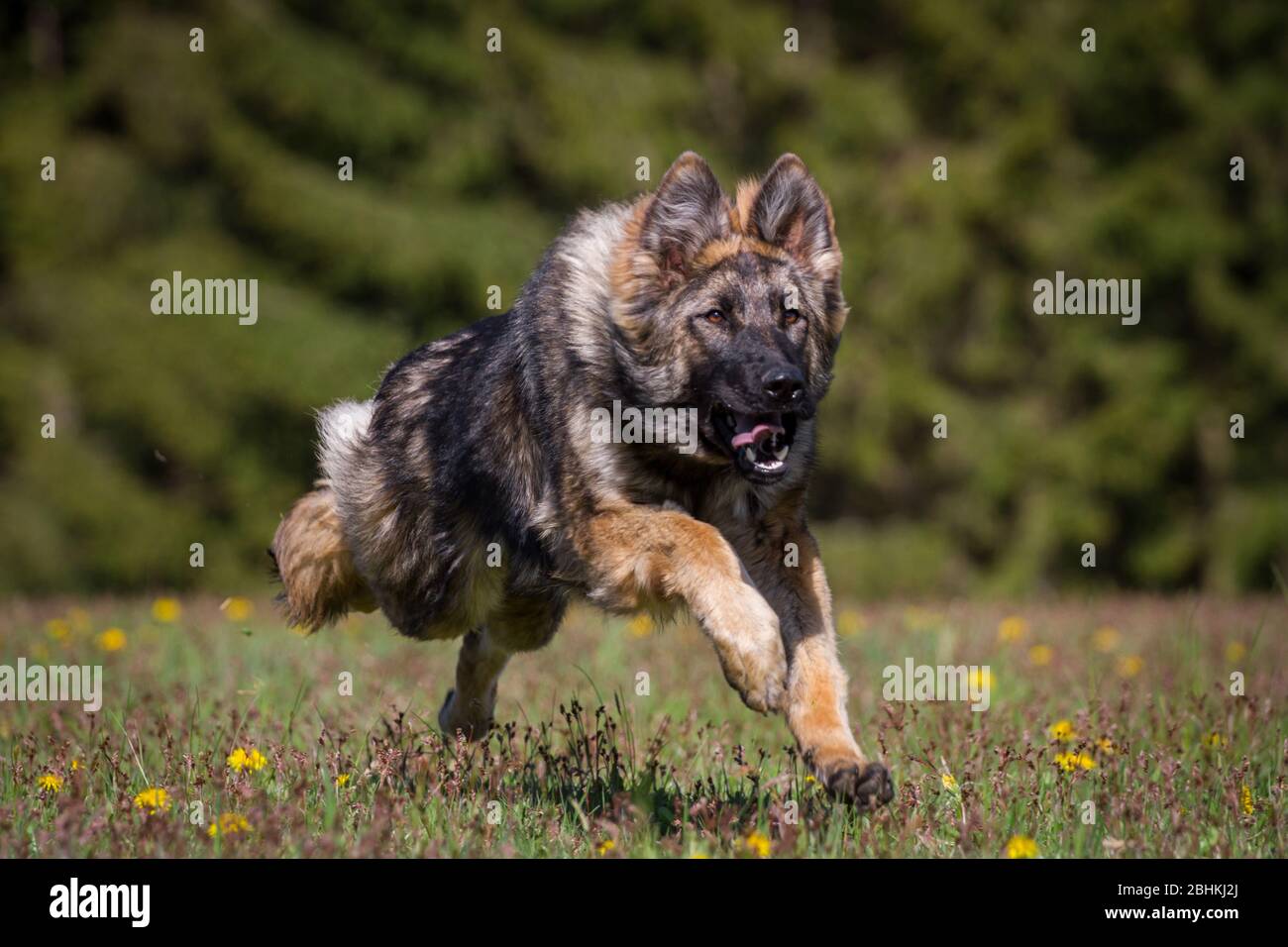 Longhaired German Shepherd Dog (Alsatian Dog) running Stock Photo Alamy — free download