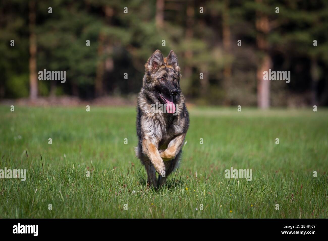 Longhaired German Shepherd Dog (Alsatian Dog) running Stock Photo Alamy — free download
